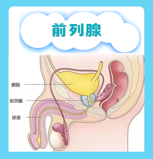 男性前列腺示意图